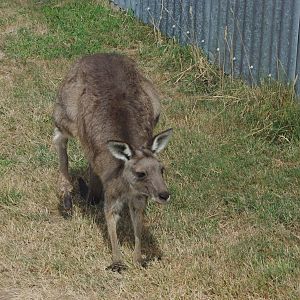 Eastern Grey Kangaroo