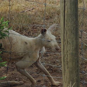 White Red Kangaroo