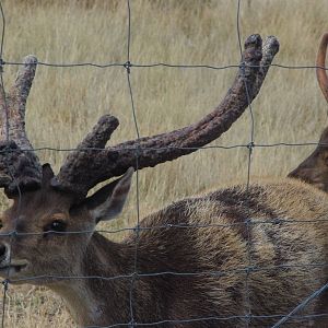 Unusual antler growth