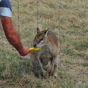 feeding the wallaby