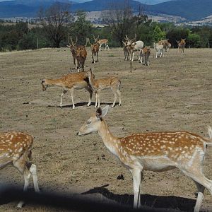 Fallow Deer