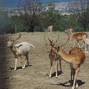 Fallow Deer