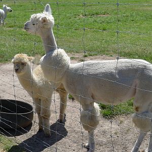 Alpaca