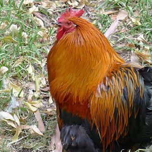 free ranging rooster