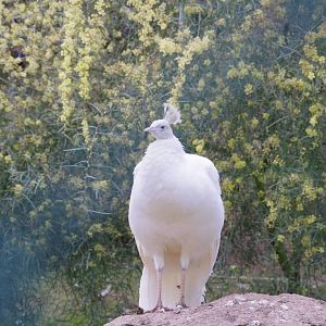 White Peahen