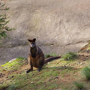 wallaby