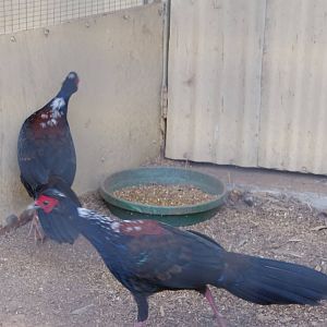 Swinhoe Pheasants - males