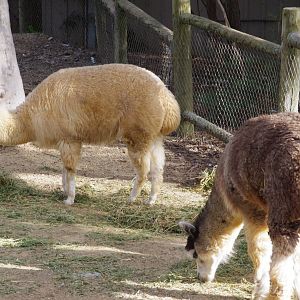 Alpaca's