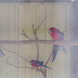 Crimson Rosella
