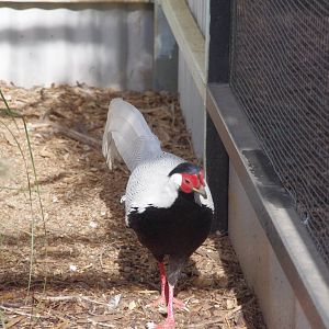 Silver Pheasant