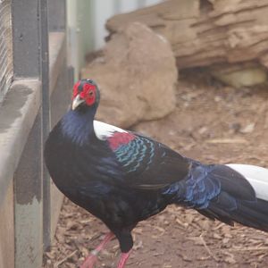 Swinhoe Pheasant