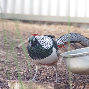Lady Amhurst Pheasant