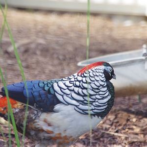 Lady Amhurst Pheasant
