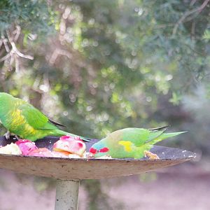 Scaley brested and Musk Lorikeets