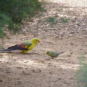 Regents Parrot & a budgie