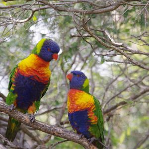 In the walk in flight avery