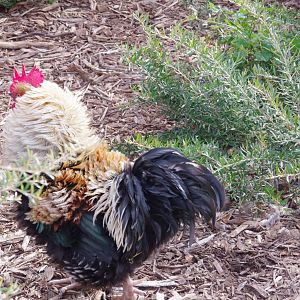 Free ranging Frizzle rooster