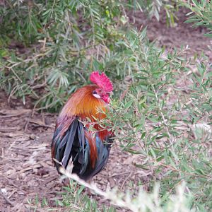 free ranging rooster