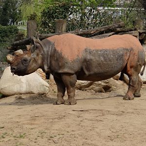 Diceros bicornis minor