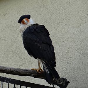 Polyborus plancus cheriway