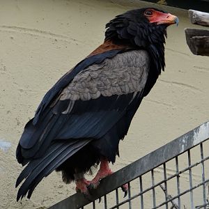 Terathopius ecadutatus