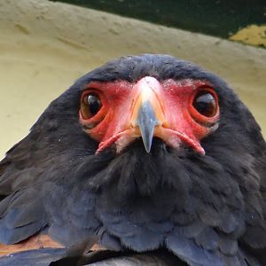 Terathopius ecadutatus