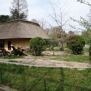 Paddock of Babyrousa babyrussa