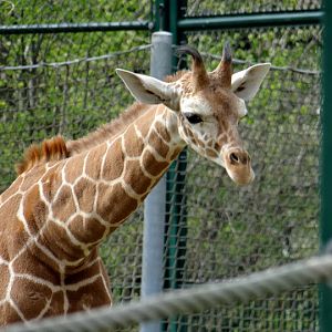 Giraffa camelopardalis reticulata