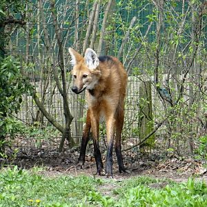 Chrysocyon brachyurus