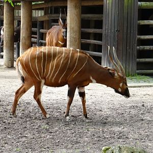 Tragelaphus eurycerus isaaci