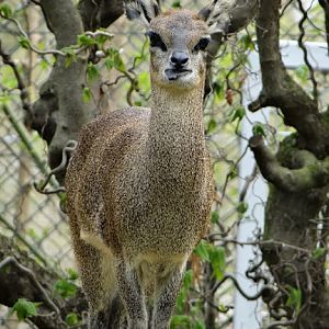 Oreotragus oreotragus