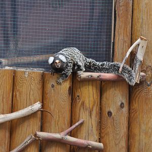 Common marmoset / Callithrix jacchus