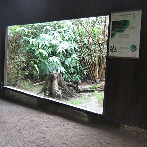 clouded leopard exhibit april 2013
