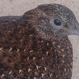 satyr tragopan female