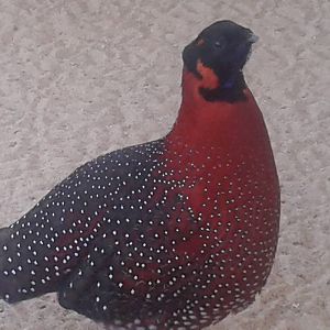 satyr tragopan male