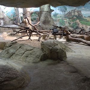 Zoo Am Meer - Chimpanzee Exhibit