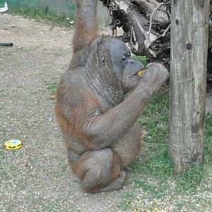 Sumatran orangutan / Pongo pygmaeus abelii. Female Upita