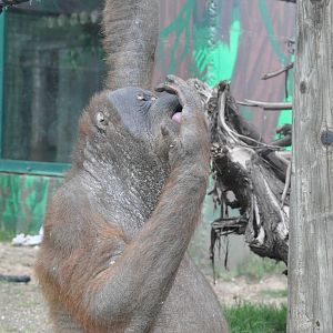Sumatran orangutan / Pongo pygmaeus abelii. Female Upita