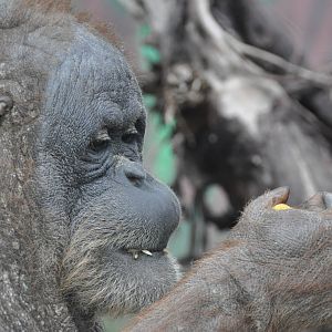 Sumatran orangutan / Pongo pygmaeus abelii. Female Upita