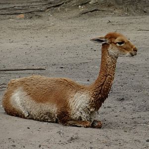 Lama vicugna vicugna