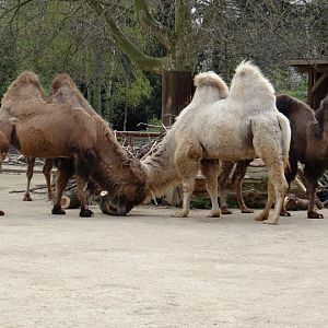 Camelus ferus f. bactrianus