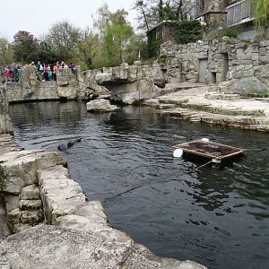 Swimming pool - Arctocephalus pusillus
