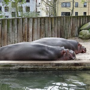 Hippopotamus amphibius