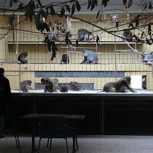 Cage of Papio hamadryas