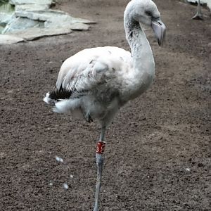 Phoenicopterus chilensis