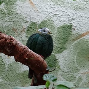 Ptilinopus melanospila