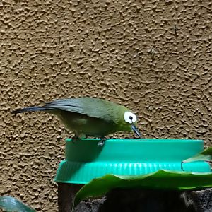 Zosterops senegalensis kikuyuensis