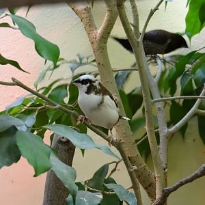 Lonchura striata f.domestica