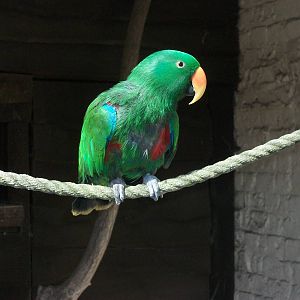 Sewerby Zoo, Eckie gets some air, 19th April 2013