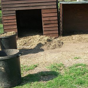 Sewerby Zoo, cleaning operations in the paddock for Pygmy Goats and Cameroo